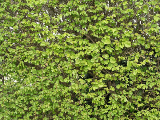 29254 (a): :1600x1200